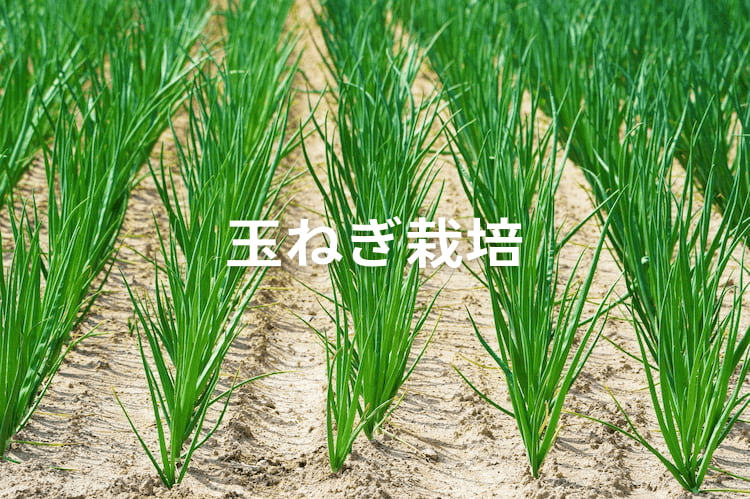 【玉ねぎ栽培】追肥のポイントは？ 品種・栽培地域による違いを解説
