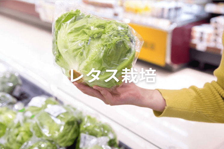 レタス栽培は冬どりが有利!? 安定経営を叶える“冬春どり”の栽培方法