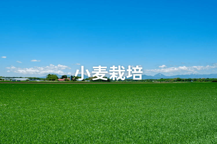 小麦の播種時期や方法は？ 間隔&播種量の目安と、収量・品質を保つコツ