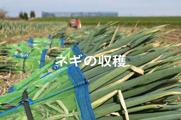【価格別】ネギ収穫機おすすめ3選！経営規模に合う“導入すべき機種”とは？