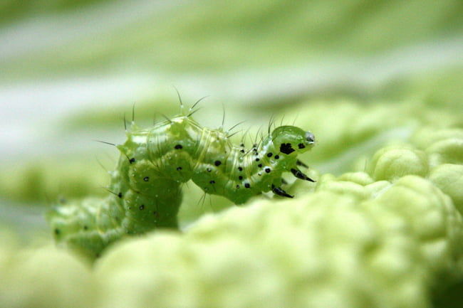 白菜やキャベツの害虫コナガ