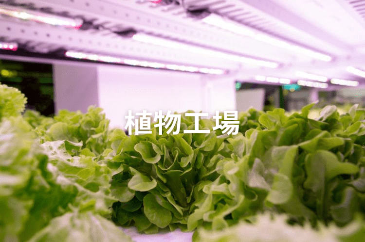 企業参入は進んでいる？植物工場の現状とこれからの展望