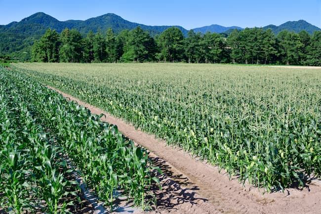 とうもろこしの害虫対策ではほ場周辺の除草を徹底することも重要