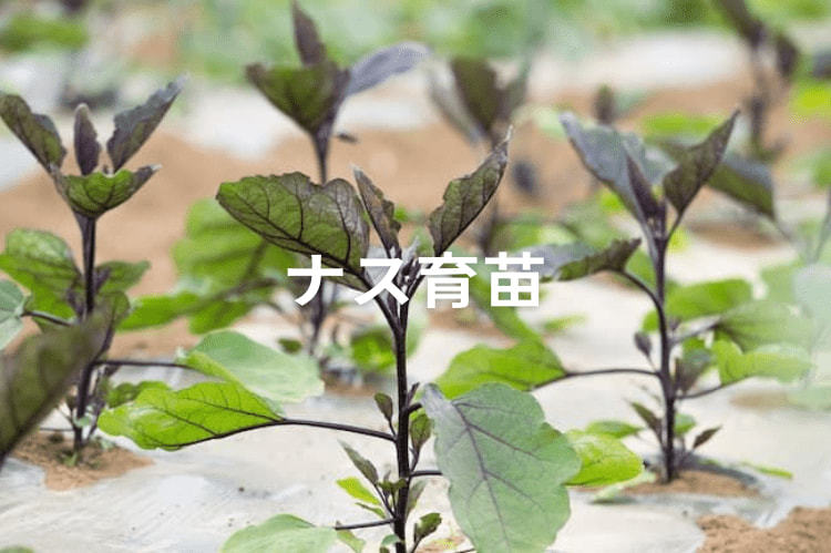 【ナス育苗】基本の育苗期間と栽培方法は？徒長を防ぐ温度管理も解説