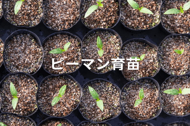 【ピーマン育苗】発芽率100%を目指す！ 栽培方法や温度管理のポイントを解説