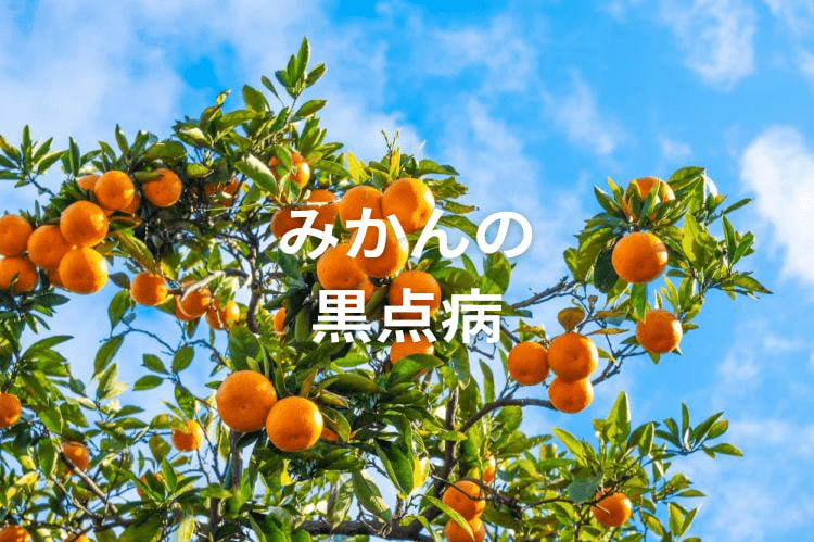 【みかん黒点病】原因と防除対策、効果的な農薬を解説