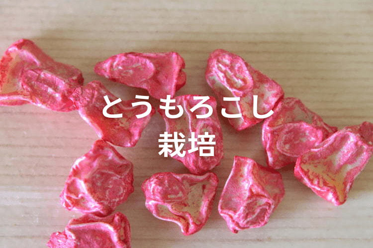 とうもろこしの播種時期と収量向上のポイント