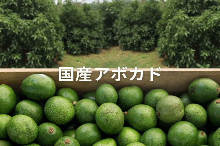 いま「国産アボカド栽培」が熱い！ その収益性と、日本で安定的に栽培するコツ