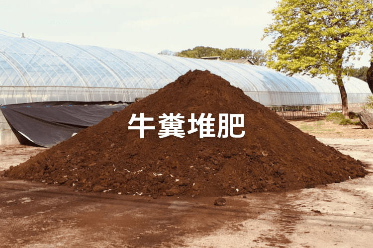 牛糞堆肥で土作り！ 使い方・量の目安と、収量を上げる施肥設計