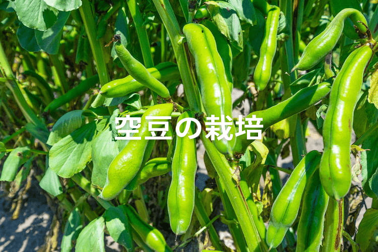 【空豆(そらまめ)の栽培方法】定植時期や施肥量は? プロ農家の栽培管理