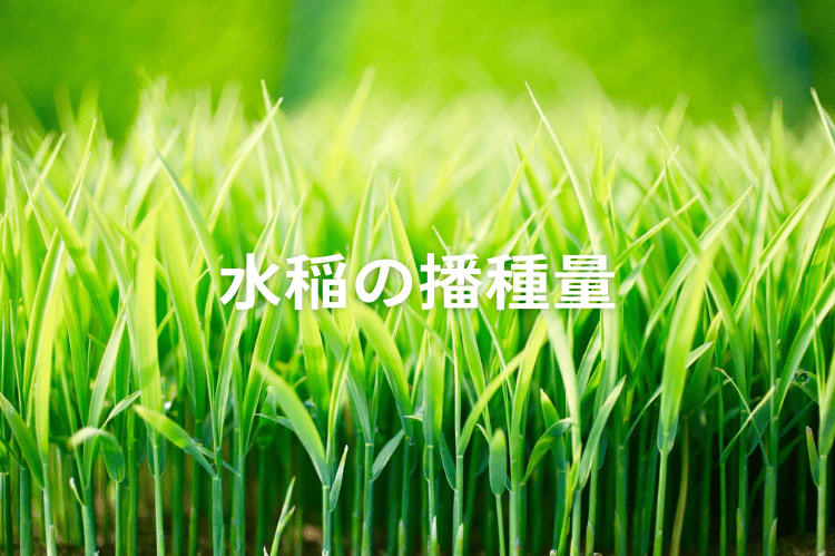 水稲における播種量の目安は？ 播種の準備と育苗のポイント
