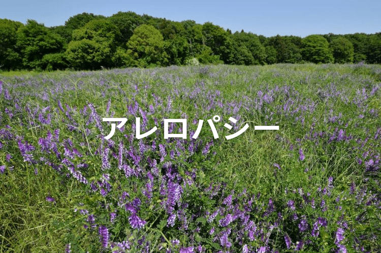 アレロパシーとは？　野菜栽培に役立つ具体例を紹介【雑草・病害虫対策】