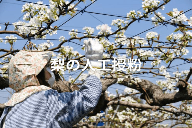 梨の受粉(人工授粉)方法 甘く形よく実らせるためのポイント