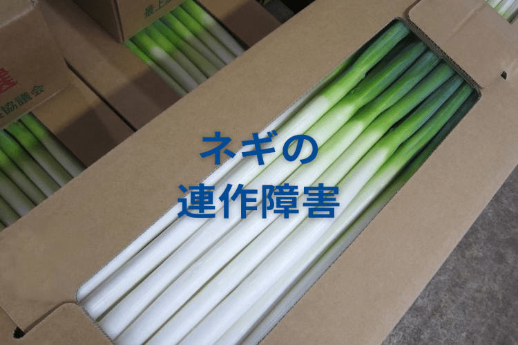 【ネギの連作障害対策】収量・品質を下げずに毎年ネギを栽培する方法