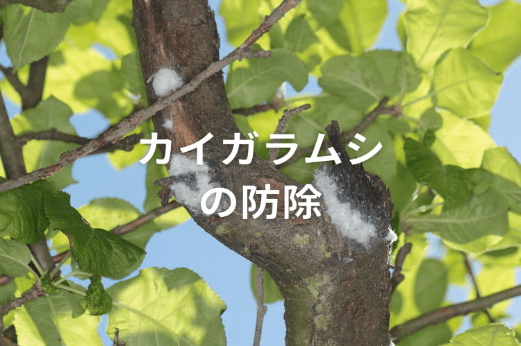 りんごの害虫「カイガラムシ類」の防除方法!効く農薬や生態、見分け方は?