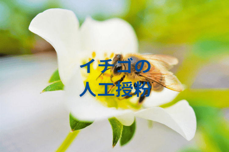 【イチゴの受粉】効果的な受粉の仕方は？成功・失敗の確認方法も解説