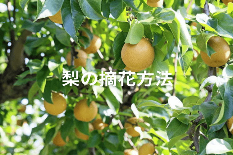 梨の摘花方法！花芽の整理から摘果まで､よい実を栽培するコツ