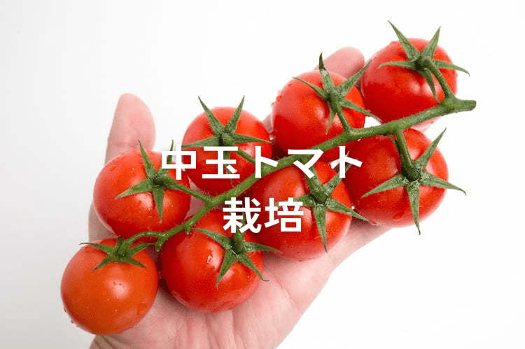 【中玉トマト栽培】品種別の栽培管理方法と、注目の産地化事例