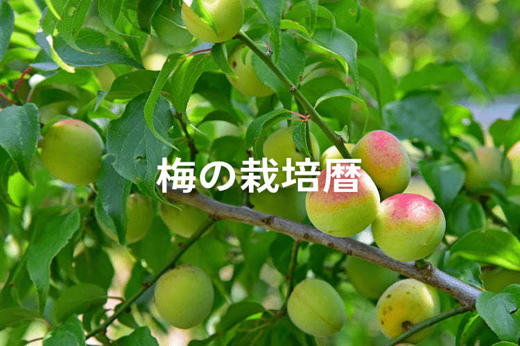 【梅の栽培暦】防除暦や使える農薬は？ 栽培の各工程をポイント解説