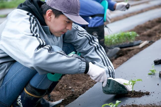 どりーむ・わーくす 加工用トマトの定植風景