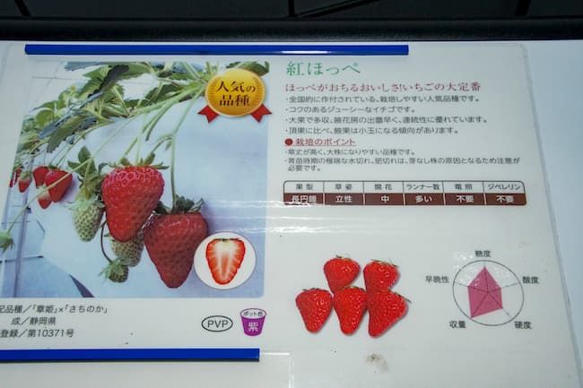 やすださん家のスィーツ園 イチゴの品種紹介パネル