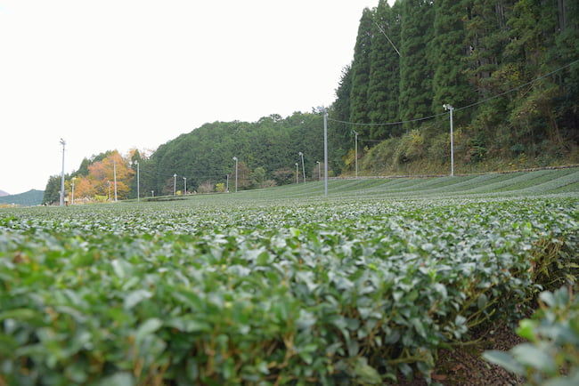茶工場のすぐ近くに深緑茶房の茶畑がある