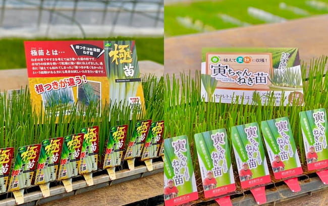ねぎびとカンパニーで販売しているネギの苗
