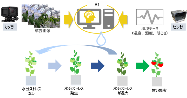 「しおれ検知AI」を用いて、最適な水分ストレスを与えることができる