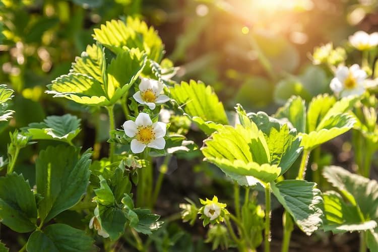 イチゴの花芽分化を促進する方法と収量アップのポイント