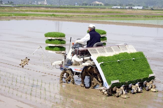 田植え