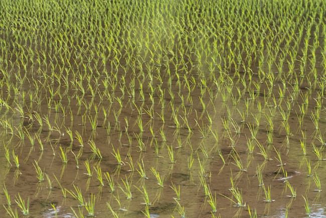 田植え後の深水管理