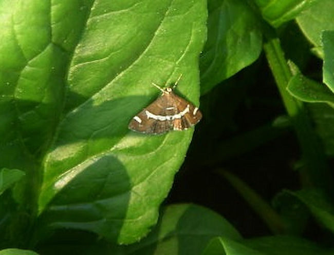 シロオビノメイガ成虫