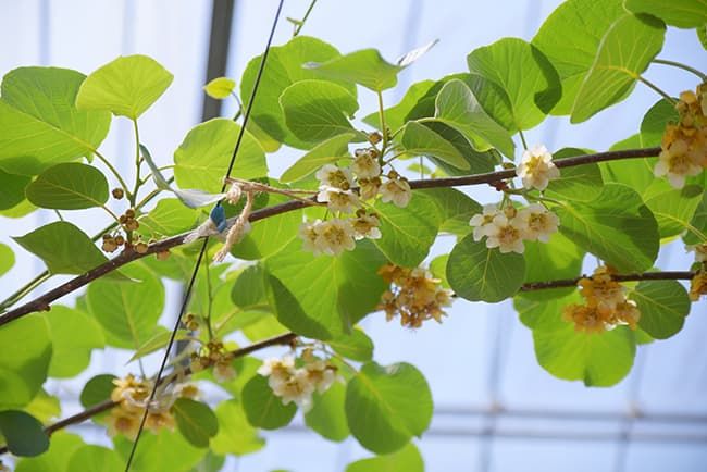 ハウス内で咲くキウイの花