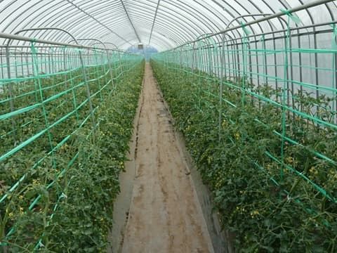 葉が重なりにくいよう育てたミニトマト(施設栽培)