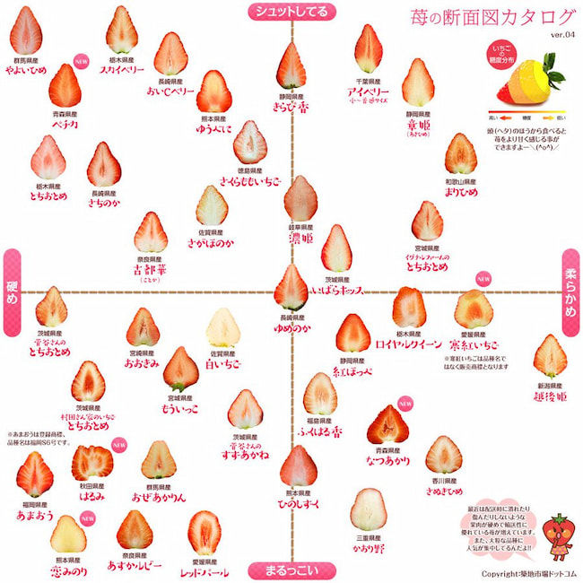 苺の断面図カタログ