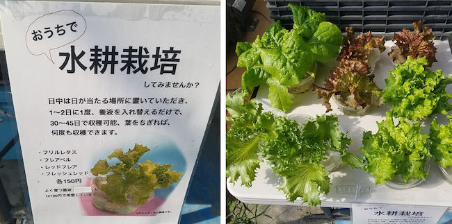 アクアファーム八尾 家庭用の水耕栽培キットの販売も行っている