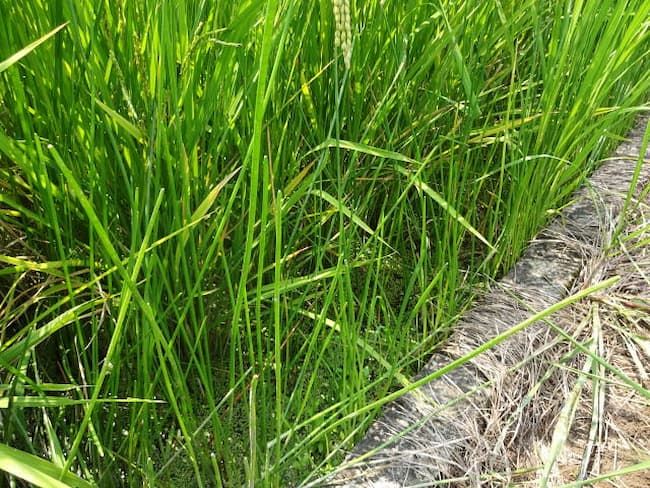 カヤツリグサ科の「クログワイ」