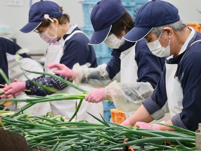 こと京都株式会社 収穫されたネギの選別・調整を行う様子
