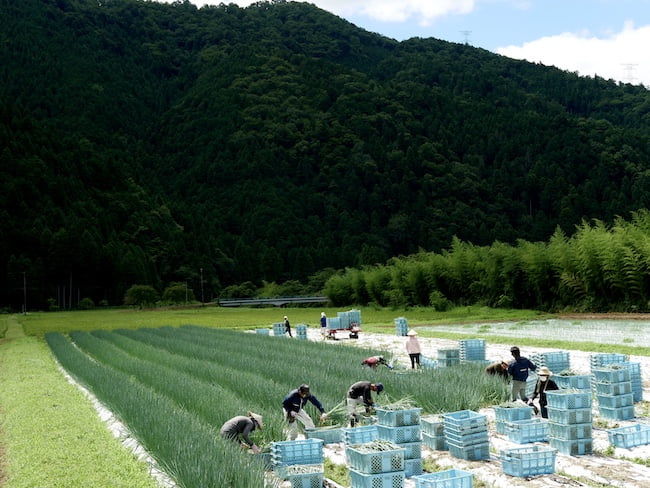 こと京都株式会社 南丹市美山のほ場