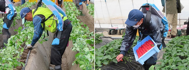 イチゴの土耕栽培の定植作業、収穫作業などにアシストスーツを導入