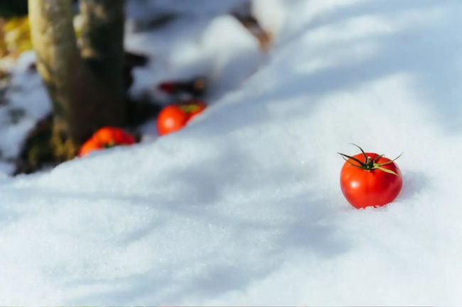 曽我農園ホームぺージ 雪の白色にトマトの赤色が映えるビジュアル写真