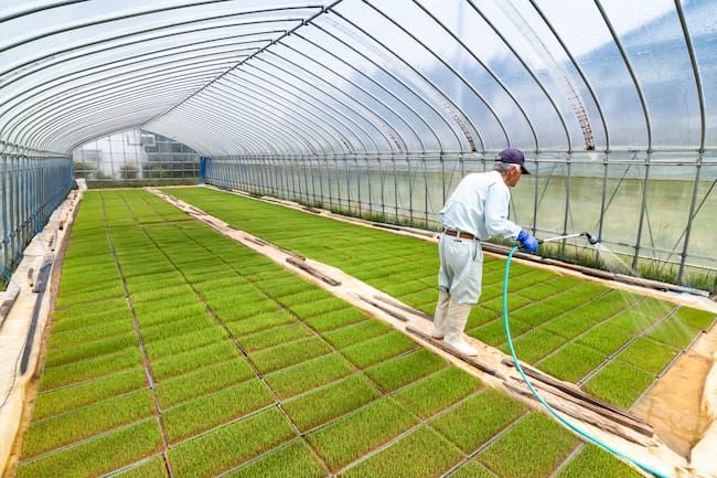 水稲育苗 緑化期の灌水