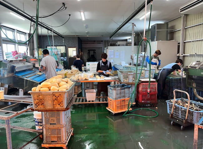 山口farm れんこん真空パック 加工場