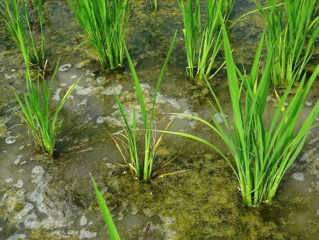 水稲の落水時期 | 還元障害とは 水稲 – KFSWCU