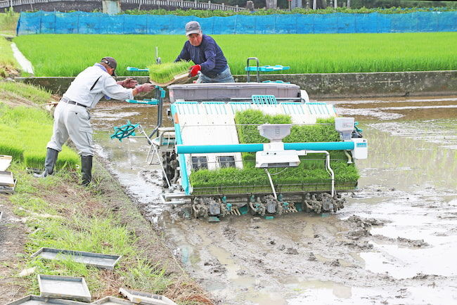 田植えの 仕方 | 田植え 手作業やり方 , 15 – XKVLJY